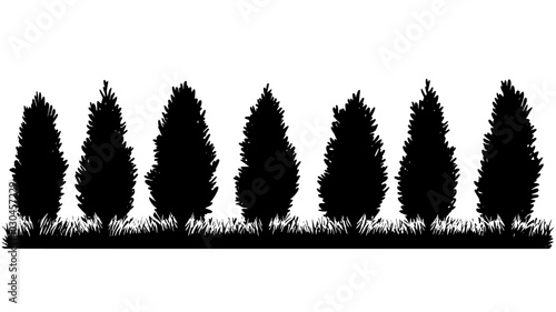 Arborvitae trees forming a dense green windbreak along the edge of a property, vector illustration art