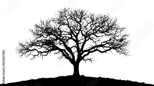 Bare branches of an oak tree silhouetted against the sky, vector illustration art