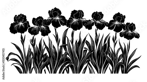 Bearded iris plant with several open flowers in a flowerbed, vector illustration art