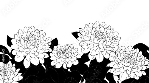 Chrysanthemum flowers with layered petals in a garden bed, vector illustration art