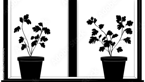 Cilantro plants with feathery leaves in kitchen windowsill, vector illustration art