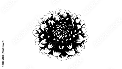 A close-up view of a single pompon chrysanthemum flower head, vector illustration art