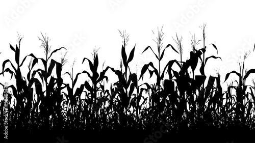 Corn stalks with ears in a Midwestern farm field, vector illustration art
