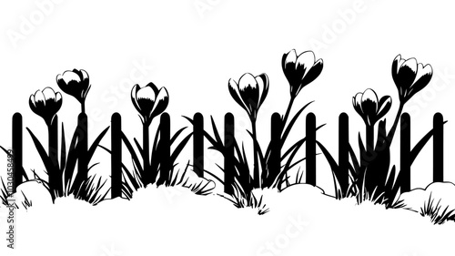 Crocuses emerging from snow-covered ground near a fence, vector illustration art