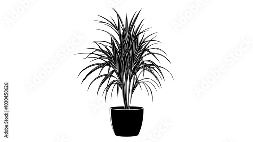 Dracaena marginata with thin leaves in a modern planter, vector illustration art