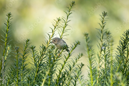 Ruby-Crowned Kinglet photo