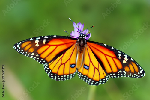 Butterfly and insect in nature on flower. beautiful garden beauty concept. a small colorful butterfly sits on a flower. a small butterfly sits on a flower lifestyle in nature.