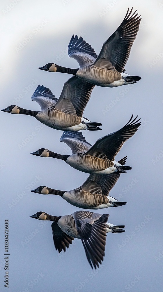 Obraz premium Majestic Wild Geese in V-Formation Soaring Under Soft Cloudy Skies