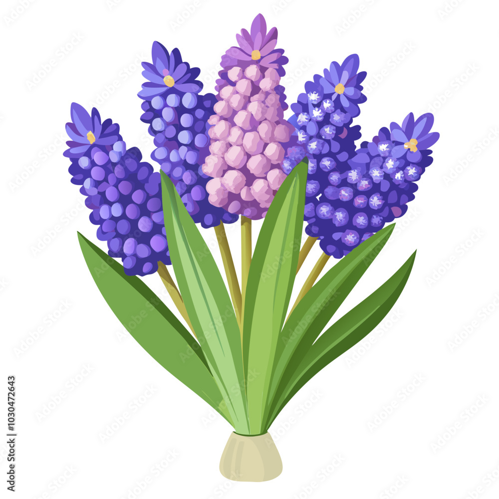 Obraz premium Hyacinths vector illustration on a white background 