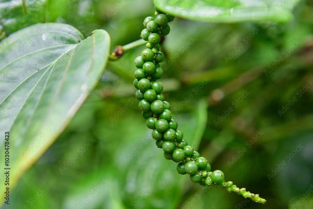 Fresh unripe peppercorn in the garden Fresh unripe peppercorn in the garden