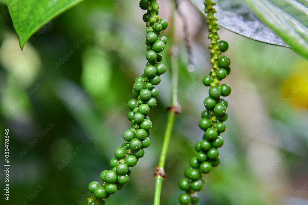 Fresh unripe peppercorn in the garden Fresh unripe peppercorn in the garden