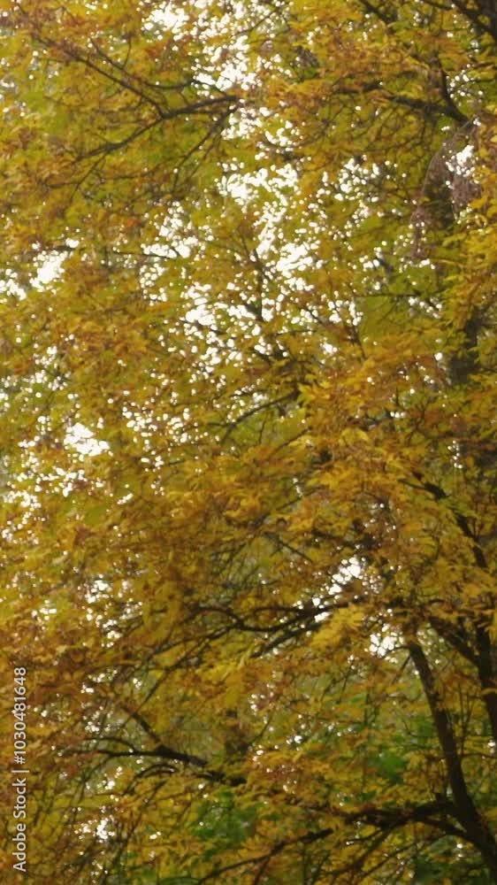 Autumn forest with yellow leaves and trees. Outdoor park atmosphere with fresh air and wild nature. Orange leaves falling from the ground Autumn forest with yellow leaves and trees. Outdoor park atmosphere with fresh air and wild nature. Orange leaves falling from the ground