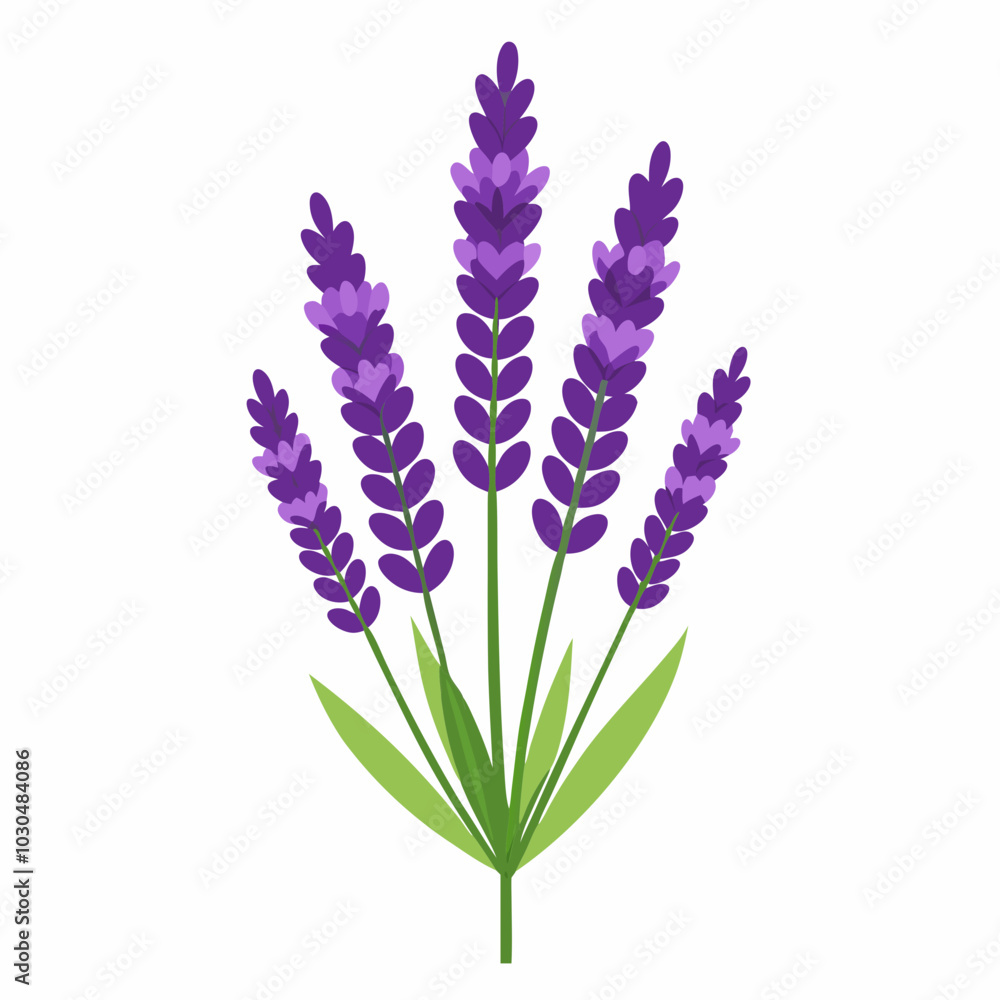 Fototapeta premium Lavender on a white background