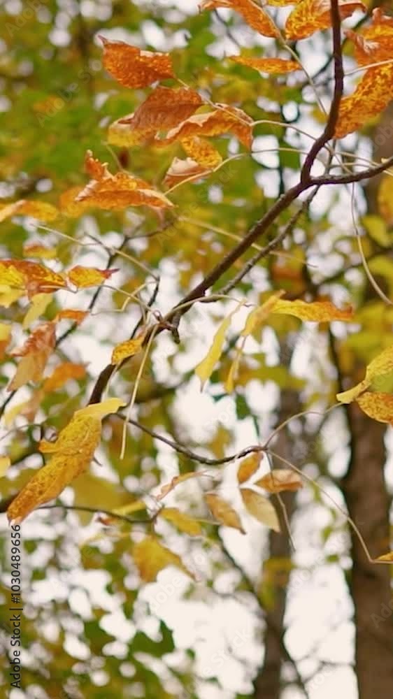 Autumn forest with yellow leaves and trees. Outdoor park atmosphere with fresh air and wild nature. Orange leaves falling from the ground Autumn forest with yellow leaves and trees. Outdoor park atmosphere with fresh air and wild nature. Orange leaves falling from the ground