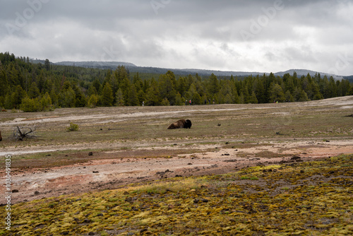 A big bison is lying down and sleeping in the Upper Geyser Basin, Yellowstone. photo