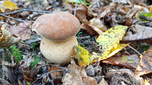 A brown mushroom growing on a forest floor covered with fallen leaves and small plants, capturing the essence of autumn in nature