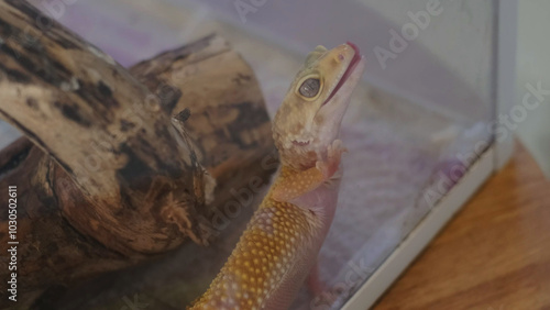 gecko in a terrarium reaches upward with a playful expression, as if testing its surroundings. This scene embodies the balance between nature and captivity, illustrating resilience. photo