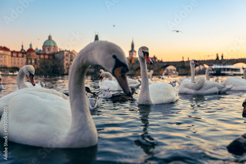 Photography Elegant swans glide gracefully on the waters of Prague during sunset, highlighti