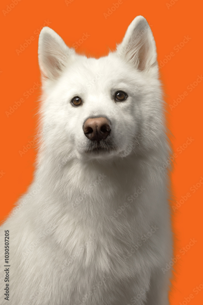 Chien blanc sur fond bleu tête triste
Chien blanc sur fond bleu tête triste