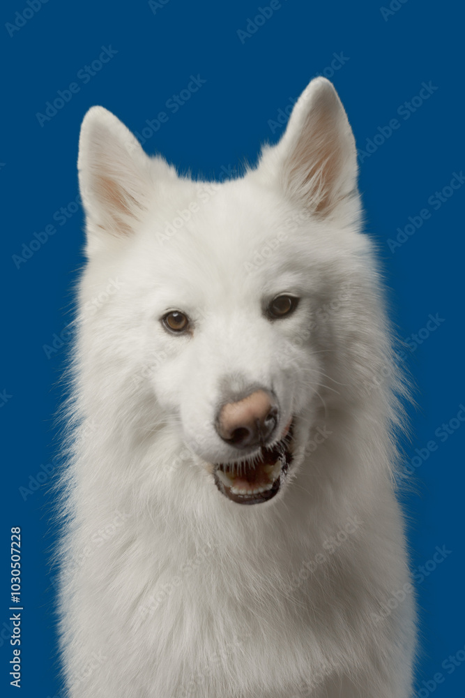 Chien blanc sur fond bleu tête drôle Chien blanc sur fond bleu tête drôle