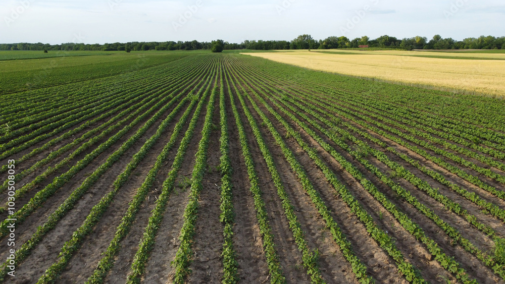 agricultural fields in Vojvodina province in early spring, drone point of view