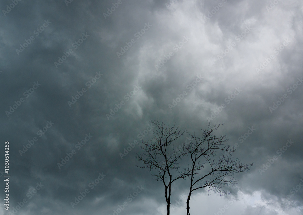 Monsoon rain clouds blow over dead trees. Monsoon rain clouds blow over dead trees.