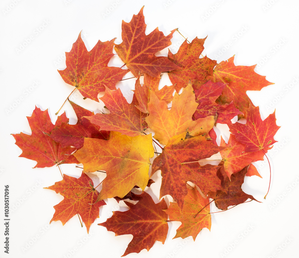 Lush, Auburn, Fall Maple Leaf Circle Background Lush, Auburn, Fall Maple Leaf Circle Background