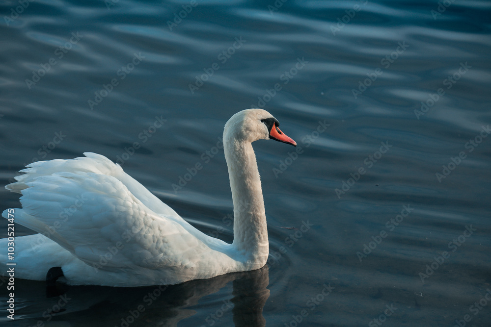 A graceful swan gliding over tranquil water in the early morning light at a serene lakeside location A graceful swan gliding over tranquil water in the early morning light at a serene lakeside location