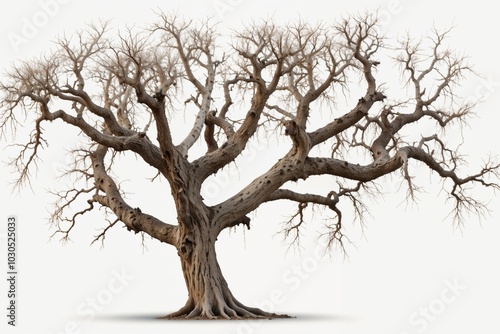 Detailed illustration of a leafless tree with intricate branches against a white background.