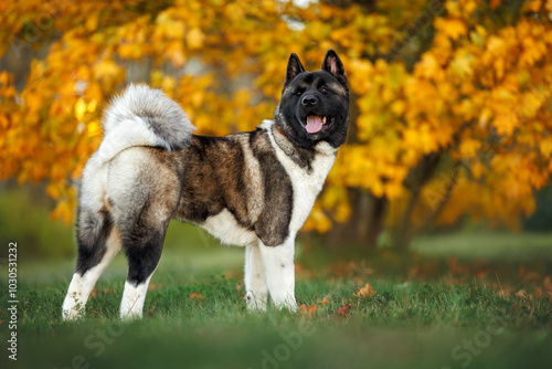 happy akita dog standing outdoors in autumn in front of a beautiful tree with yellow leaves