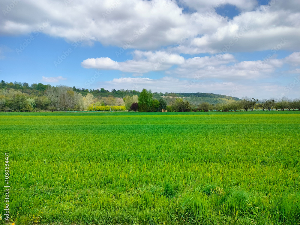 Vibrant Green Field Under a Bright Blue Sky Vibrant Green Field Under a Bright Blue Sky