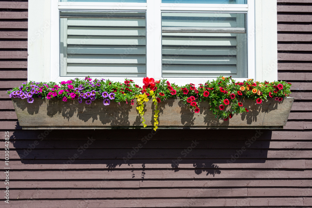 Naklejka premium A flower box of colorful flowers and green hanging vines. The wooden flower box hangs under a glass window with white trim and shutters. The exterior of the house is brown clapboard siding. 