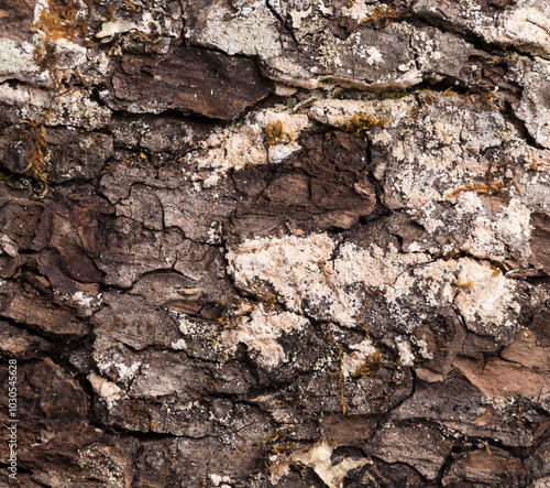 Bark of tree background and texture