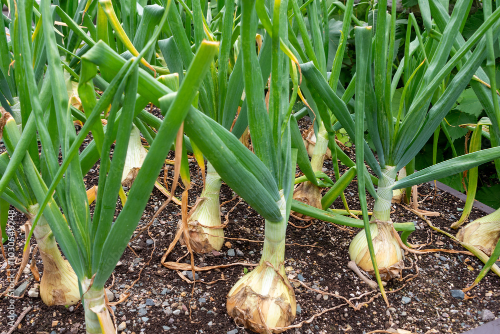 Obraz premium Raw white onions with long thick green stalks attached to the bulb. The bottom of the onions has long thin dried roots. The bulbs are pure white papery skin, sweet, and mild white flesh.