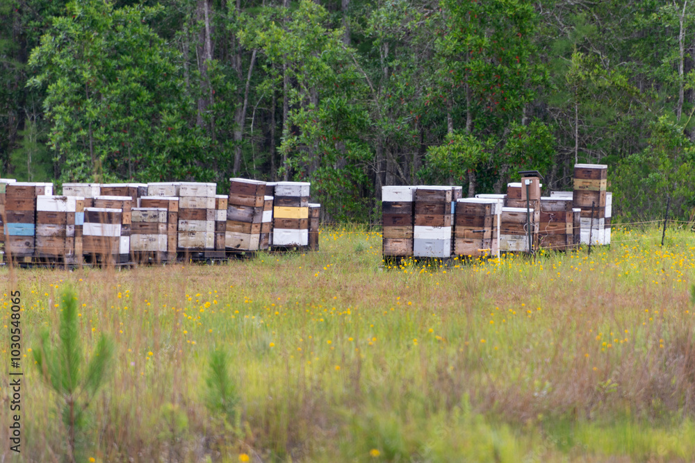 A cluster of manmade beehives sit among trees with a wire fence separating them from a field. The wooden boxes are painted bright colors. Honeybees surround the outside of the containers. A cluster of manmade beehives sit among trees with a wire fence separating them from a field. The wooden boxes are painted bright colors. Honeybees surround the outside of the containers.