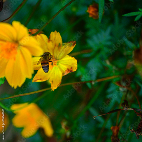 Abelha pegando o pólen de uma flor photo