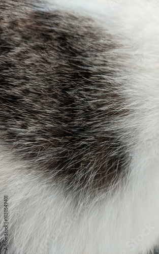 Canvas Print Cat Fur Patterns Texture for Background