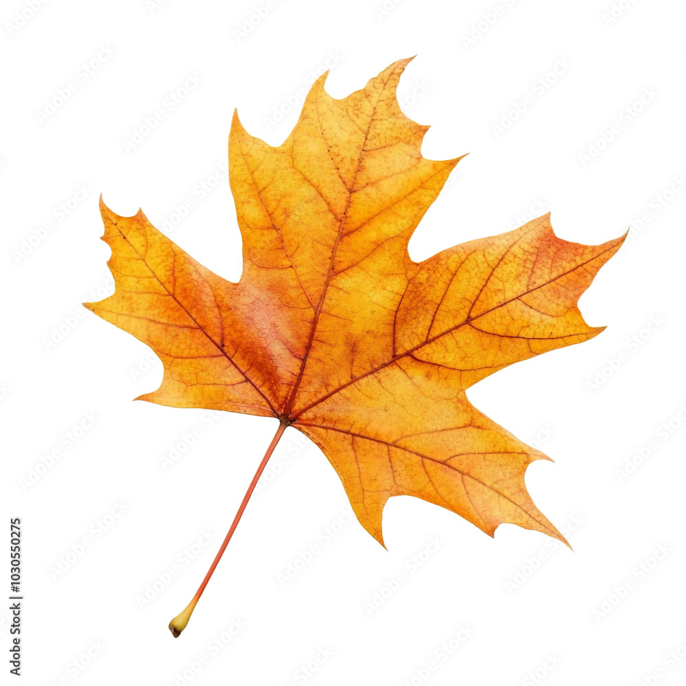 A vibrant orange maple leaf, showcasing autumn's beauty and colors. A vibrant orange maple leaf, showcasing autumn's beauty and colors.