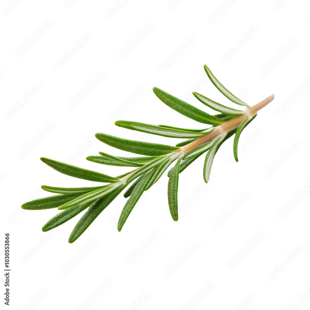A green sprig of rosemary, commonly used in cooking and garnishing. A green sprig of rosemary, commonly used in cooking and garnishing.