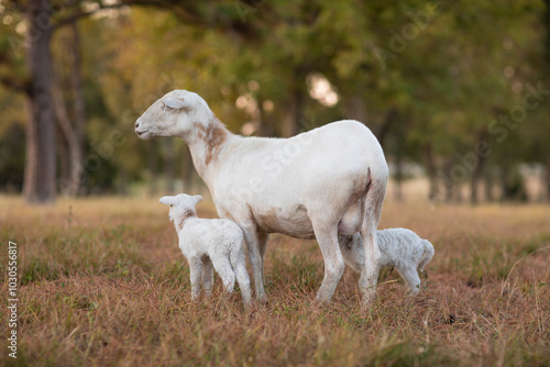 twin lambs