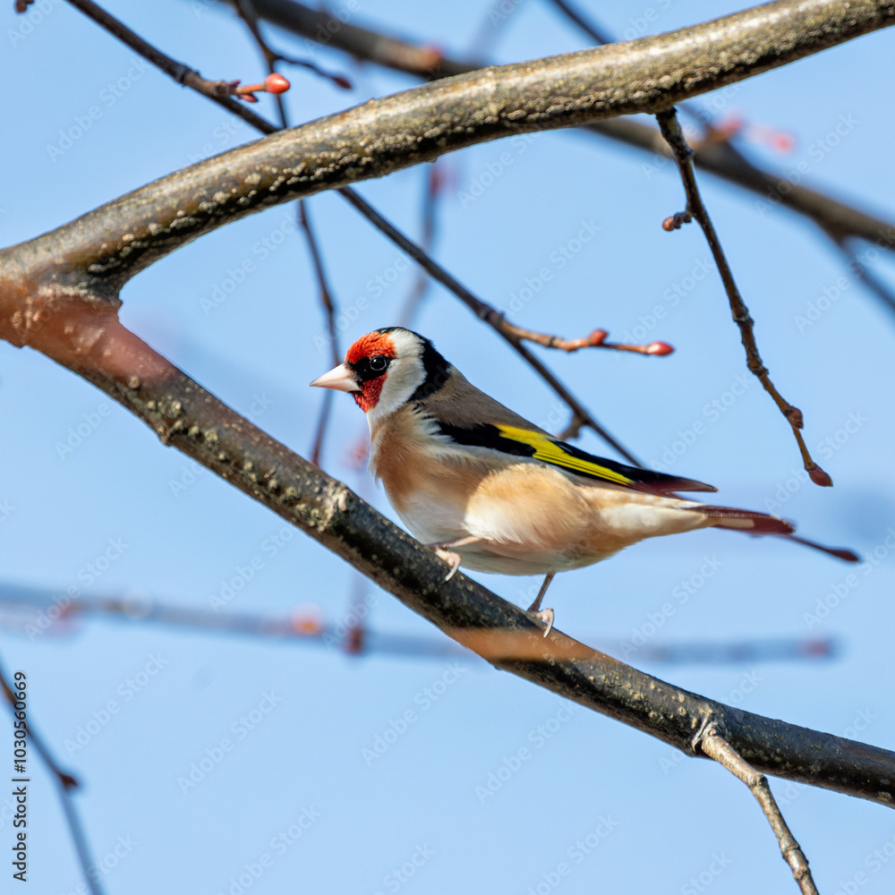 European Goldfinch (Carduelis carduelis) spotted in North County, Dublin, commonly found across Europe European Goldfinch (Carduelis carduelis) spotted in North County, Dublin, commonly found across Europe