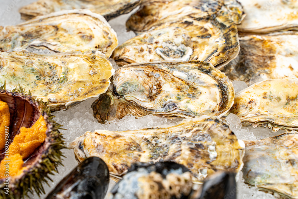 Sea urchin and oysters in shells close-up on ice. Sea urchin and oysters in shells close-up on ice.