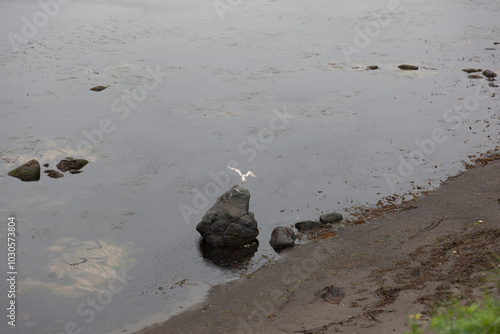 Russia Kuril Islands Seagull photo