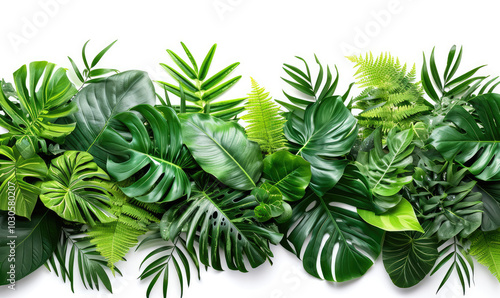 Wallpaper Mural Green leaves of tropical plants bush floral arrangement indoors garden nature backdrop isolated on white background Torontodigital.ca