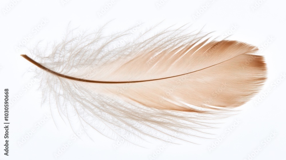 Soft, Delicate Brown Feather Isolated Soft, Delicate Brown Feather Isolated