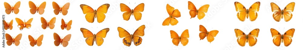 Fototapeta premium A tawny coster (Acraea violae) Acraea terpsicore (one of two species of monarch butterfly). Isolated on white. Set of Big Monarch butterflies.