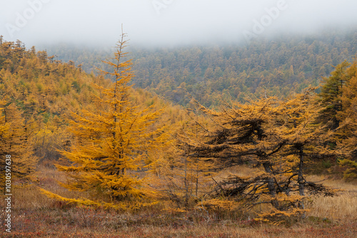 Autumn landscape. Larch with yellow autumn needles. Low larch trees in a mountain valley. In the distance on the slope of the mountain is a larch forest. Traveling and hiking in northern nature.