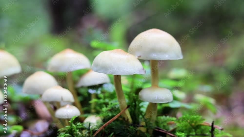 white beautiful mushrooms in the forest closeup white beautiful mushrooms in the forest closeup