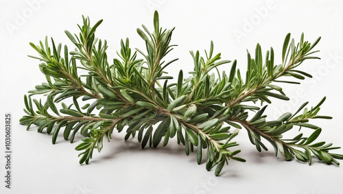 Rosemary Branch