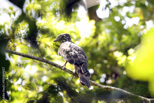 The long-tailed honey buzzard (Henicopernis longicauda) is a bird of prey in the family Accipitridae. It is found in New Guinea.